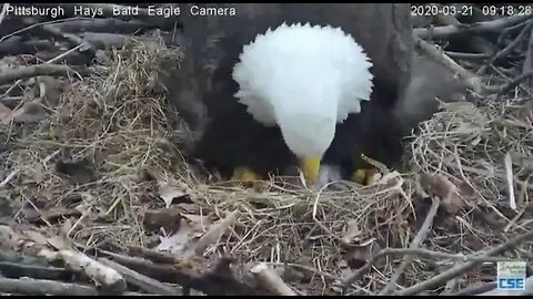 Hays Eagles Dad broods H11 first time 2020 03 21 917am