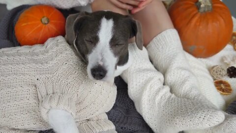 Lazy autumn days alone at home with great company. Woman in warm socks with marshmallow chocolate a