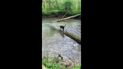 acrobatic pupp