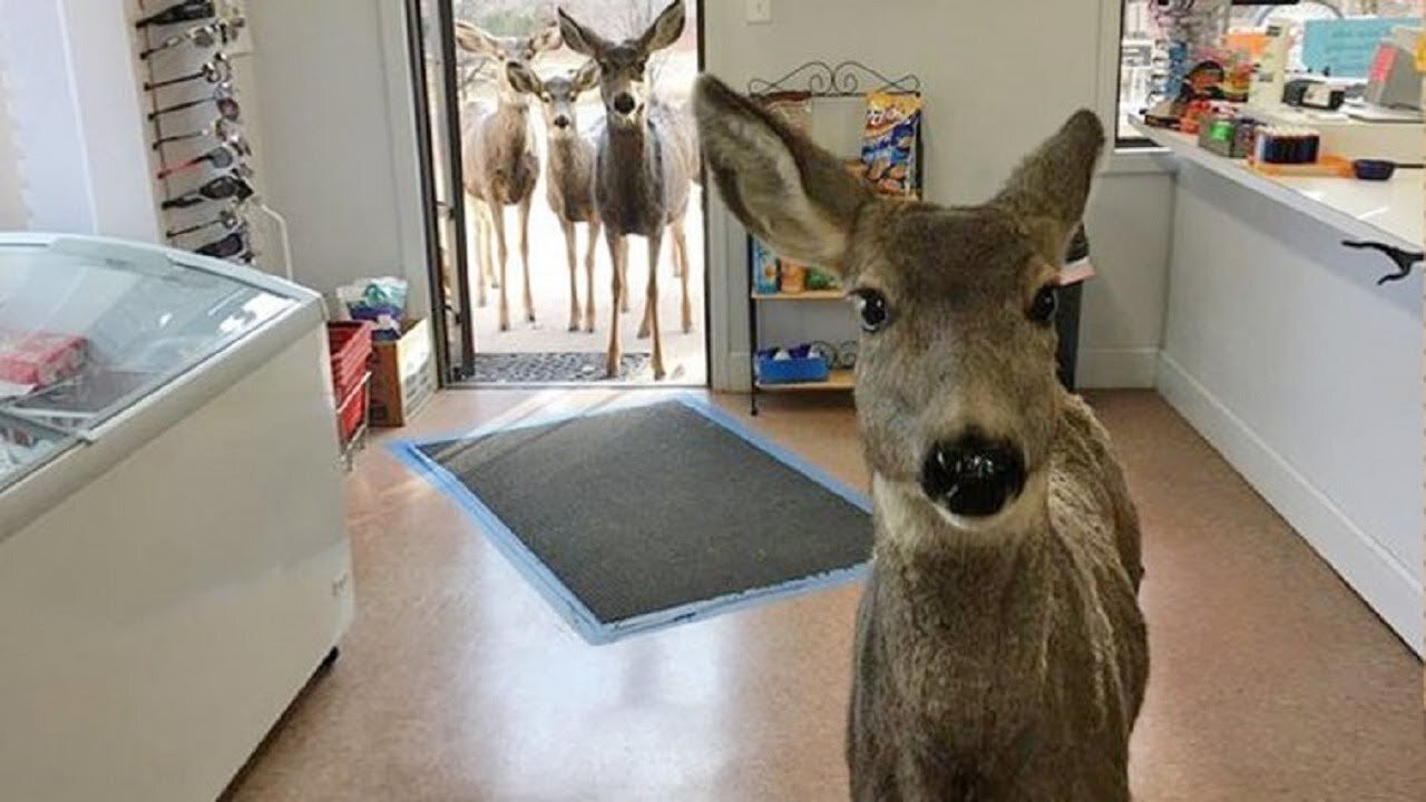 Deer Enters A Gift Shop Looking For Food, Comes Back Later With Her Entire Family