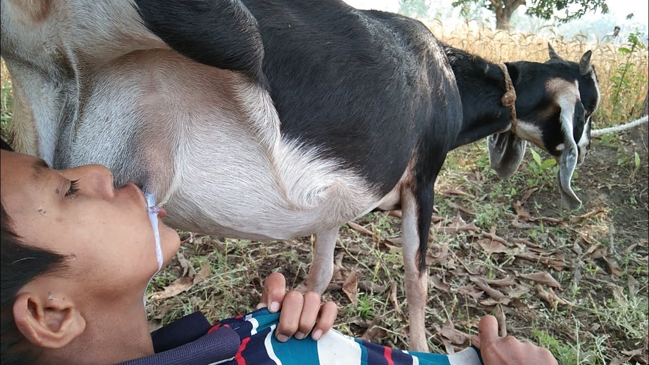 Oh my god!hungry village boy drink raw milk from goat breast, best ever goat milk drinking...