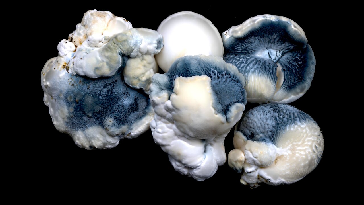 Tidepool Mushrooms