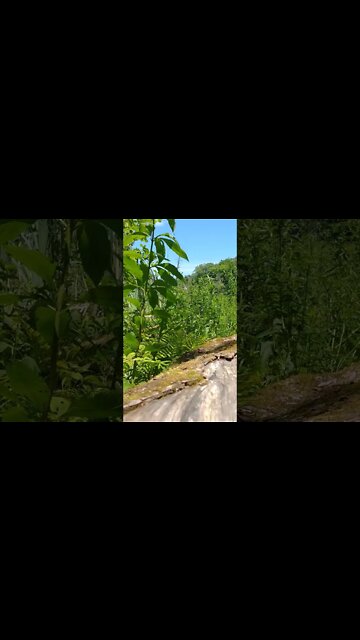 LoFi ASMR | Nature Sounds | Birds