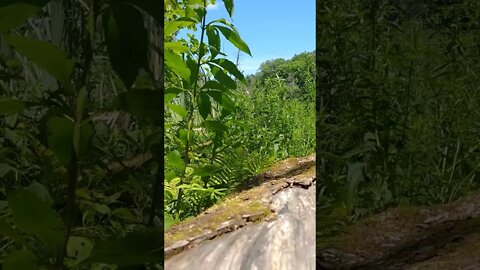 LoFi ASMR | Nature Sounds | Birds