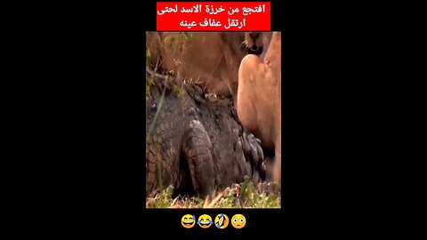 funny 😂😂 animal videos