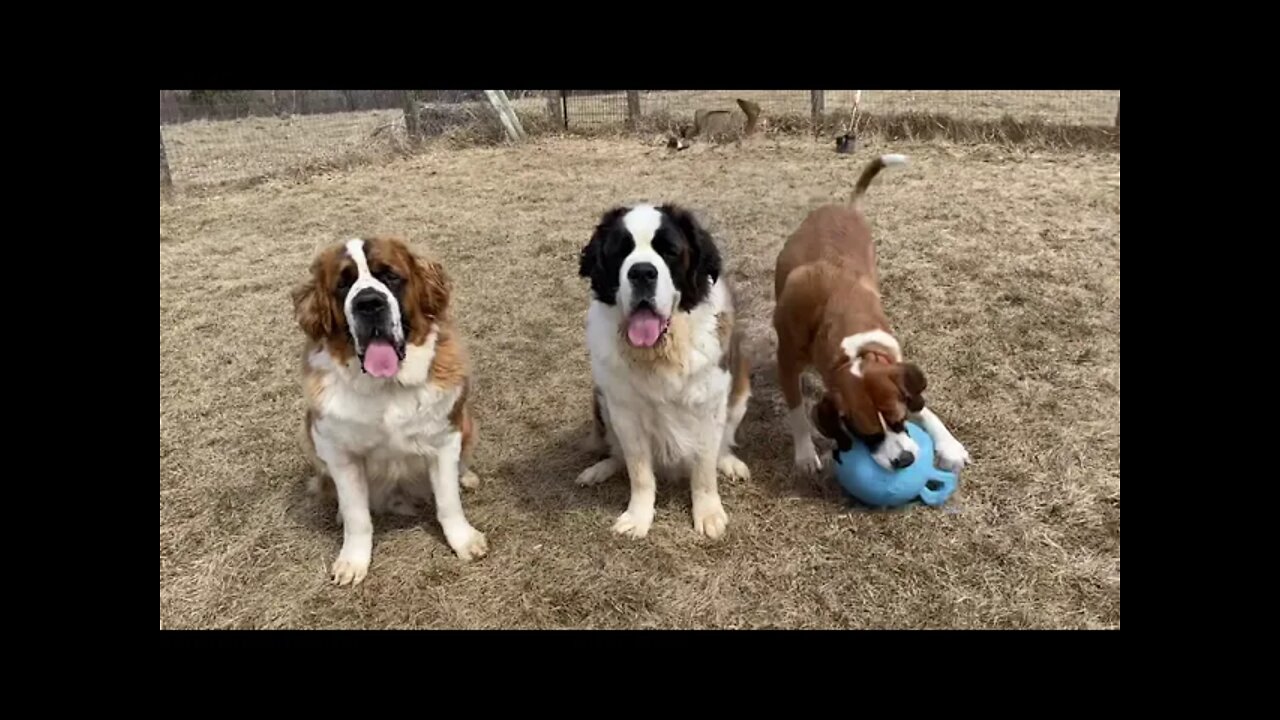 Difference between Great Danes and St. Bernards during playtime 😊🐶