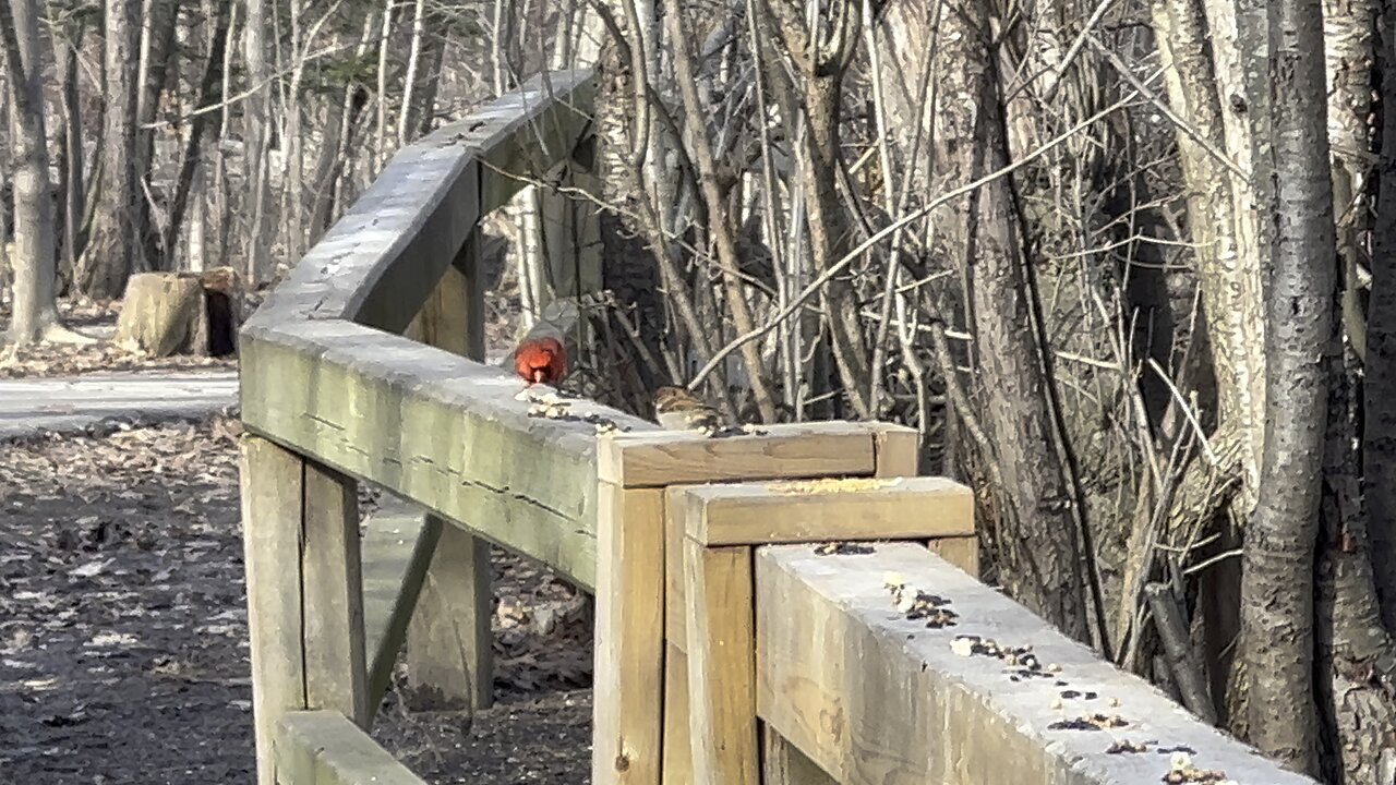 James Gardens Toronto bird variety