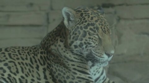 Close up Leopard closed eyes on rock surface