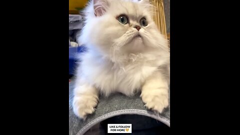 it,s_#a_#_Good_#idea_Cleaning_#kitten_#🤣🤣