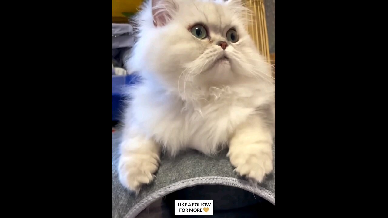 it,s_#a_#_Good_#idea_Cleaning_#kitten_#🤣🤣