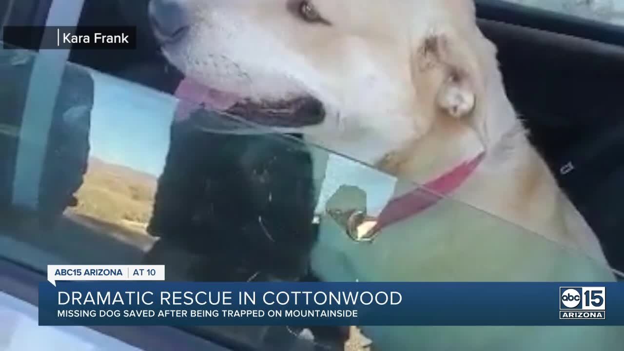 Dog rescued off a mountain cliff in Cottonwood