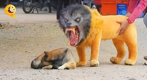 Dog prank throll funny & fake tiger and fake lion prank & huge box dog prank