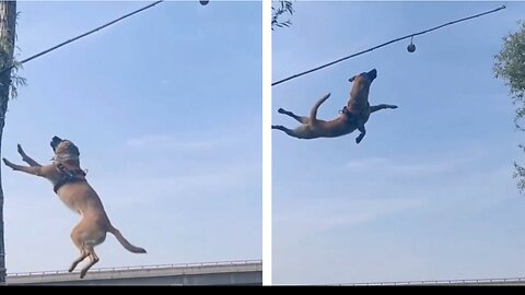 Doggo makes amazing long jump to catch the ball