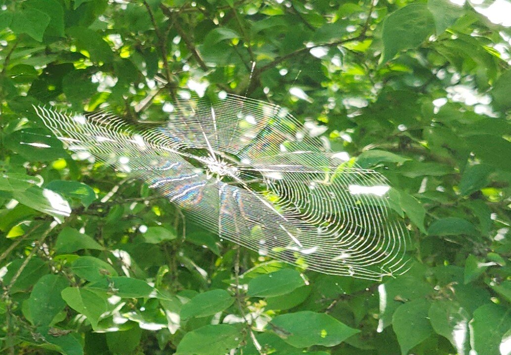 Spiderweb in motion