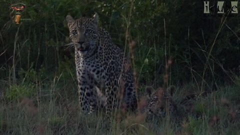 Tassleberry Female Leopard And Cub