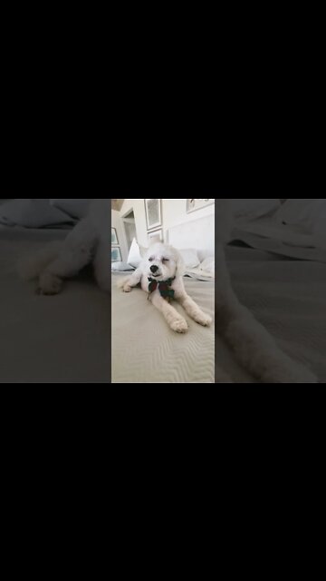 How to get your #Bichon to sleep #shorts