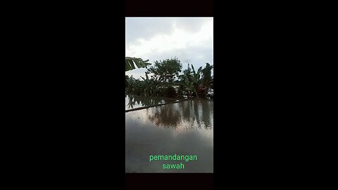 Pemandangan daerah pesawahan