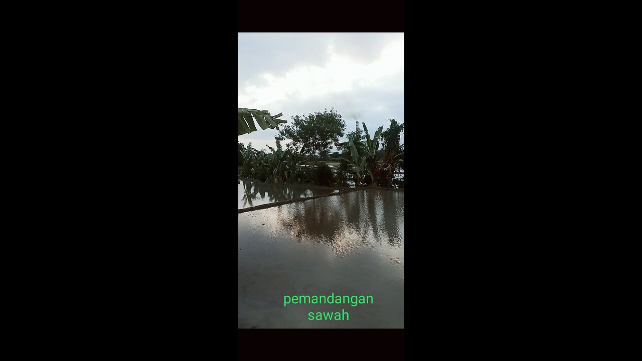 Pemandangan daerah pesawahan