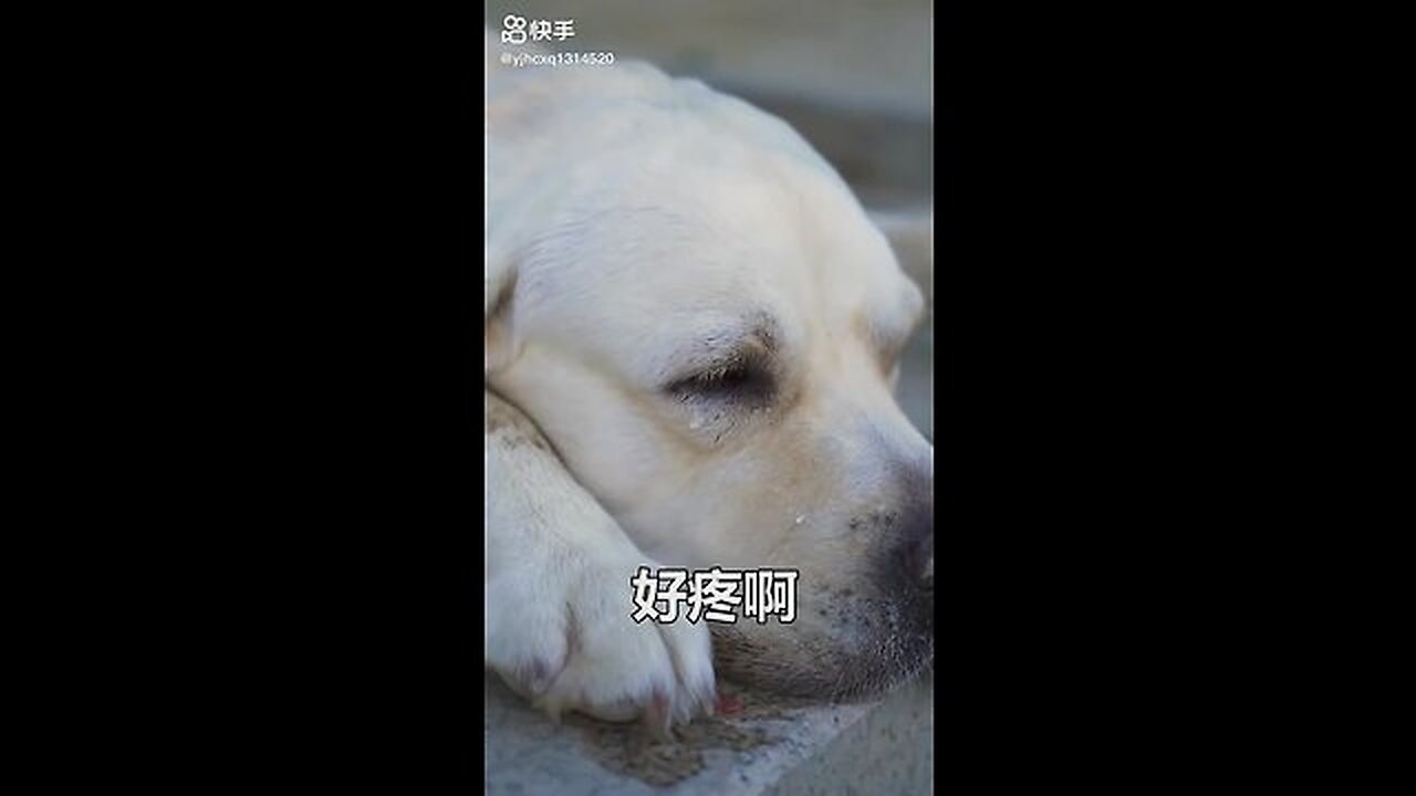 Hero Animals that Saved Human Lives