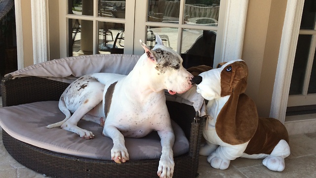 Max the Great Dane nuzzles Basset Hound