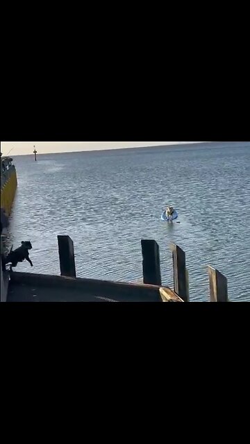 Dog rescues another that's afraid to swim