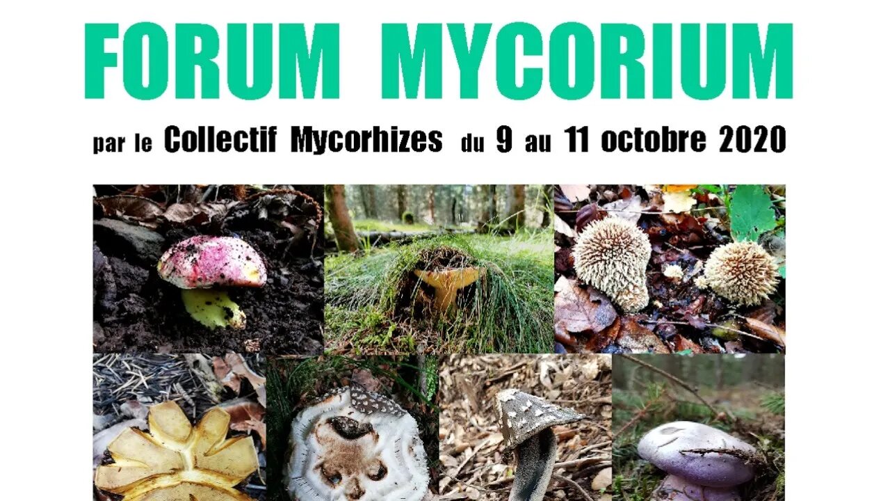 Forum Mycorium 2020 - 1/3