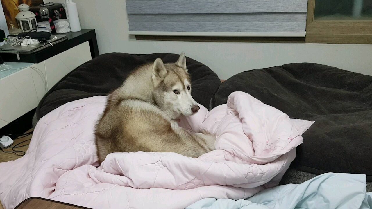 Husky puchi picking dragonflies...Isn't it cute? Puchitan