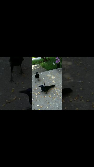 The Grackles Feather Is Loose #Shorts 🌻