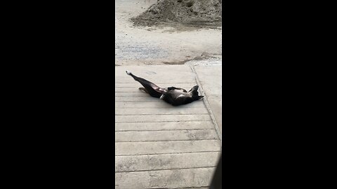 Stray dog goes crazy taking a nap