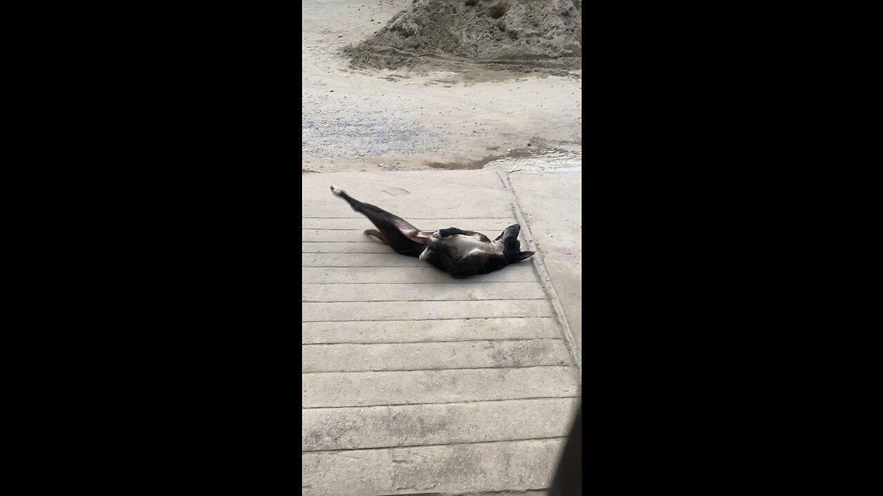 Stray dog goes crazy taking a nap