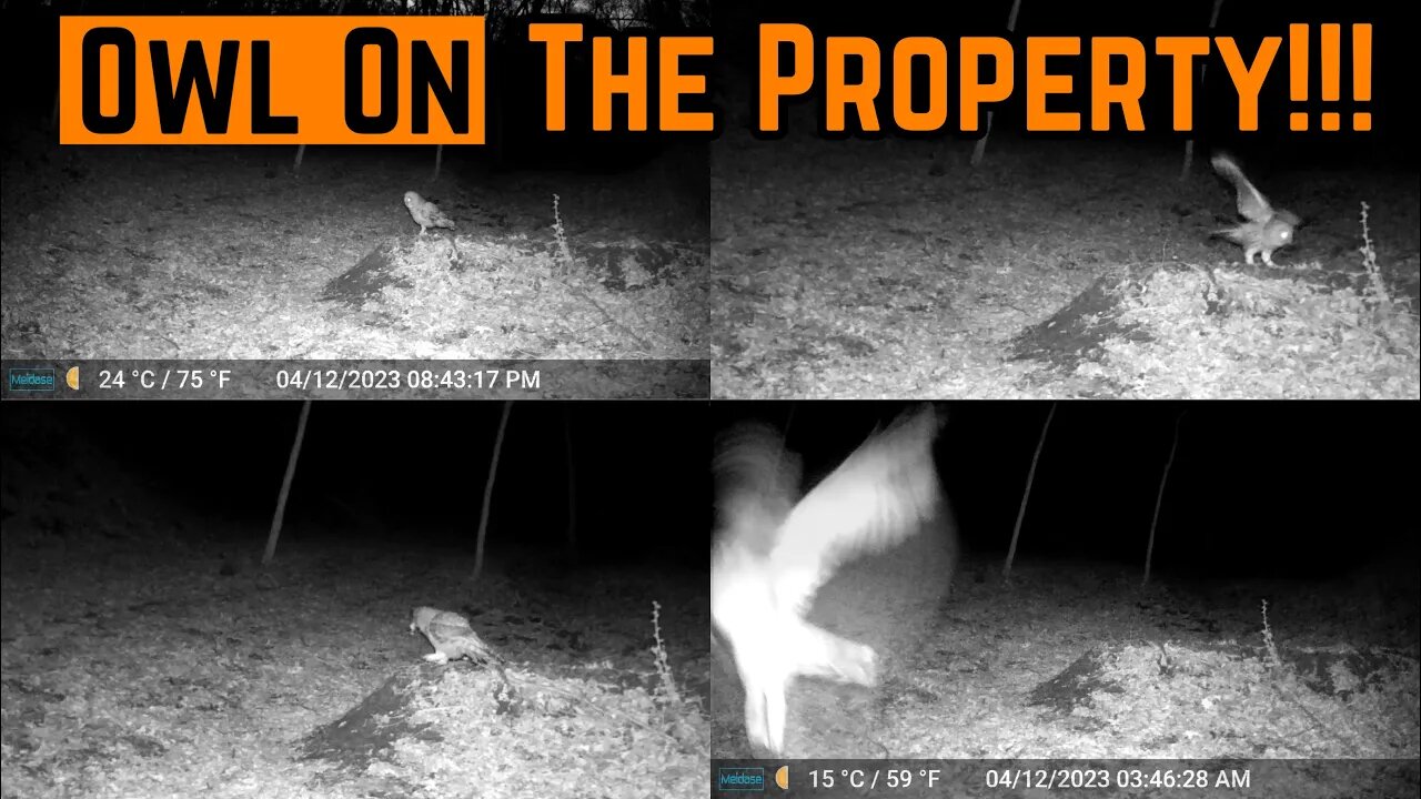 Did I LOCATE The Owl FEEDING AREA??? (Caught On Camera)