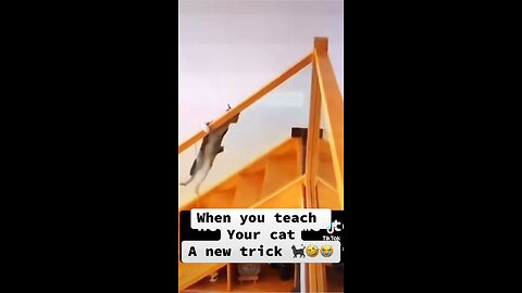 When you teach your cat a new trick 🐈‍⬛😭🤣🤣