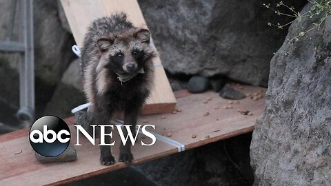 #News New COVID origins data point to raccoon dogs in China market 2023