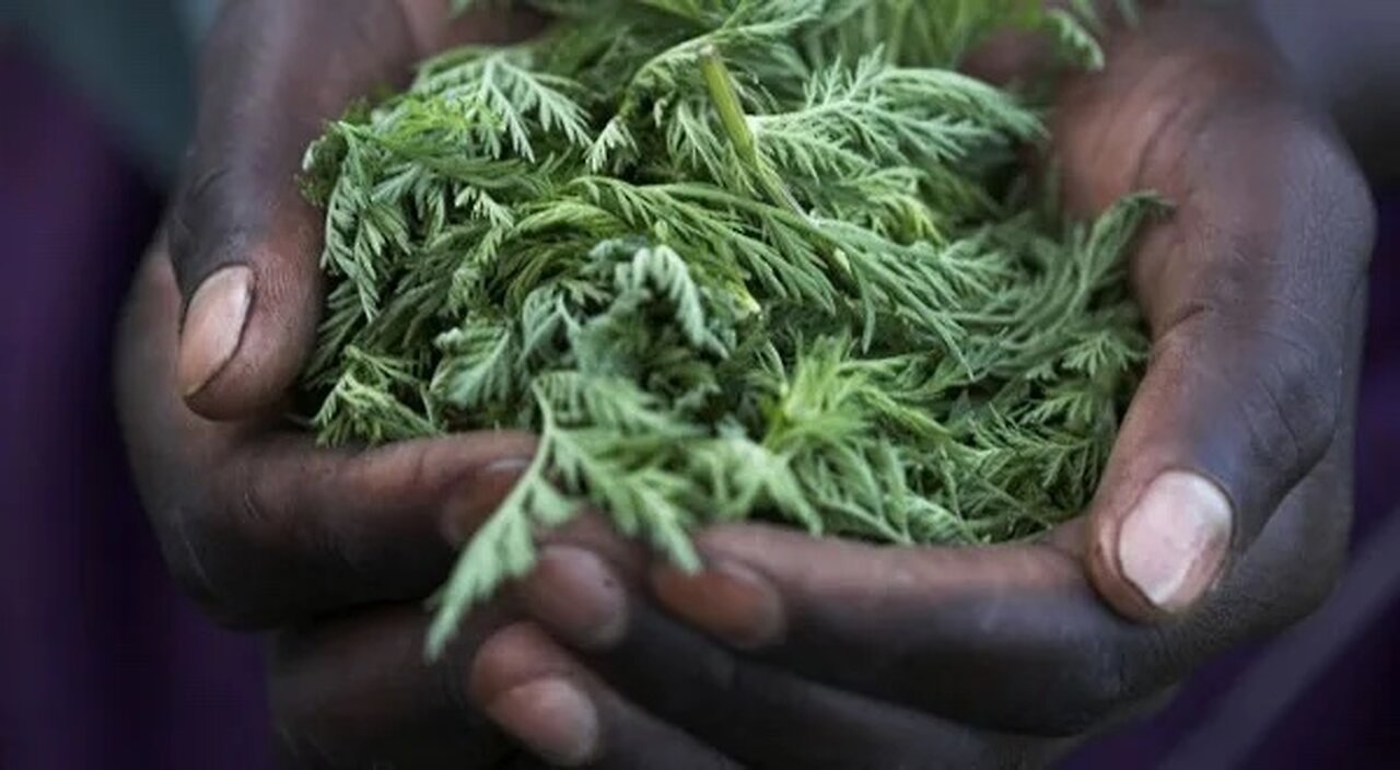 Artemisia Annua, la plante miracle INTERDITE
