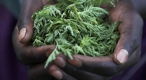 Artemisia Annua, la plante miracle INTERDITE