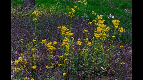 Flowers and Nature Sounds for Stress Relief and Relaxation