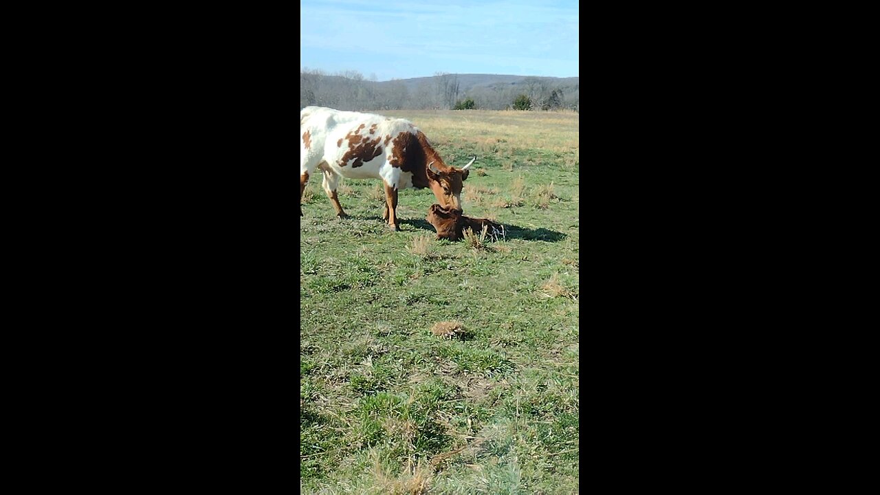 Momma cow and baby calf being cute together.