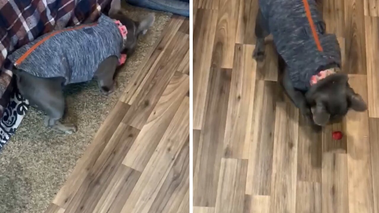 Confused Pup Has No Idea What To Do With Strawberry