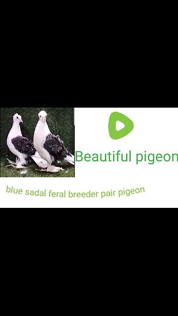 Red white Sadal feril pigeon beautiful breeder