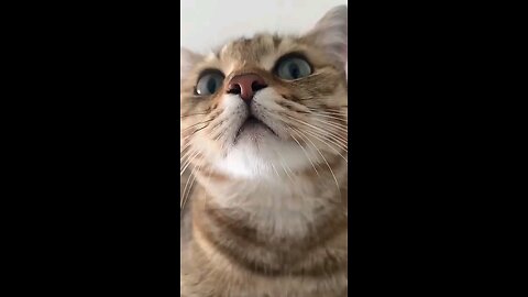 cut cat video #cat #cut 😒🥰😘