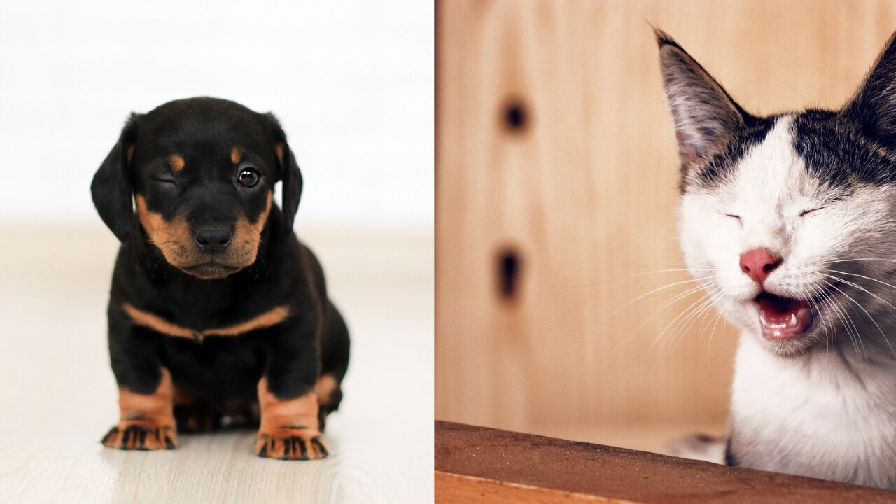 Funny Cats and Dogs Compilation 2022