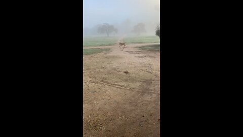 Ranch dog