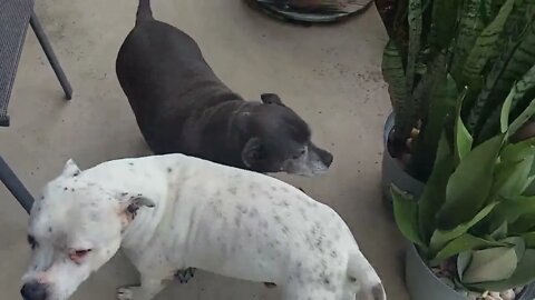 Chevy and tp