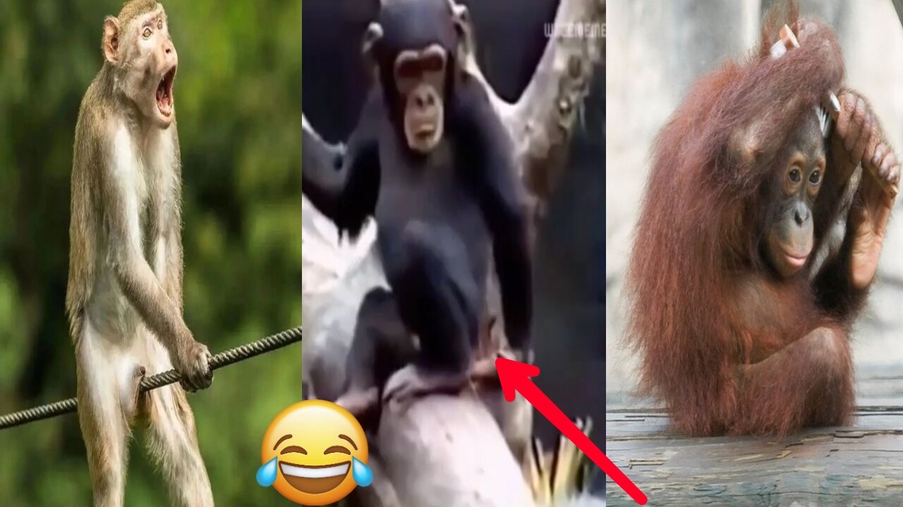 🔥😂Funny Monkeyg Compilation|| Monkey Viral 🔥🔥Video||#roarzgang