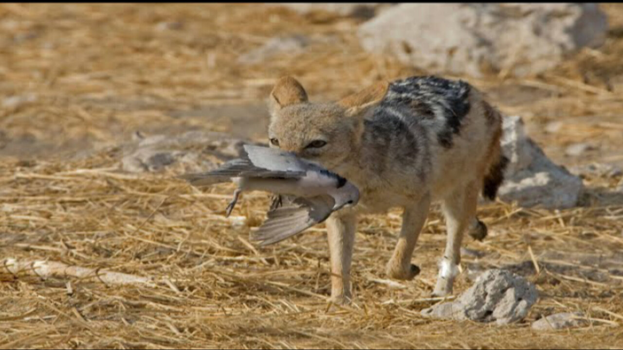 How Jackals Successfully Hunt Birds