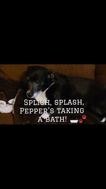 Pepper's got her bath time routine down to a T - and the treat after makes it all worth it! 🐾🛁🐶
