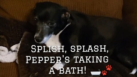 Pepper's got her bath time routine down to a T - and the treat after makes it all worth it! 🐾🛁🐶