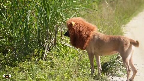 Fake lion prank 😂😂