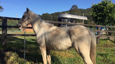 Halo returned from the trainers