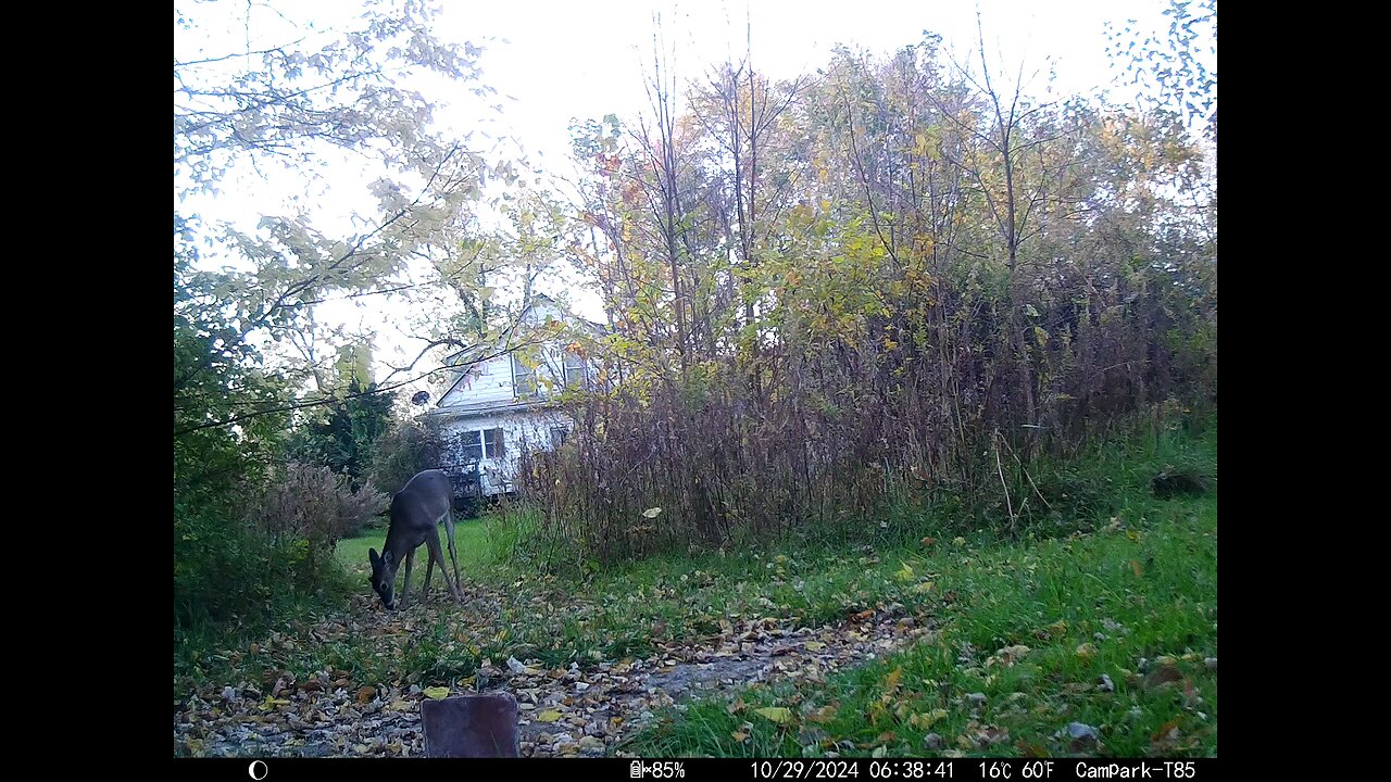 Deer Cam 10-29-2024